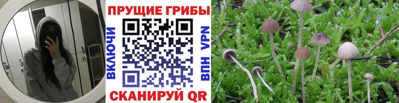 Псилоцибиновые грибы GOLDEN TEACHER Красный Сулин